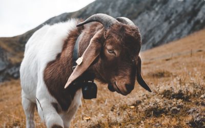 Episode 34 – The Scapegoat