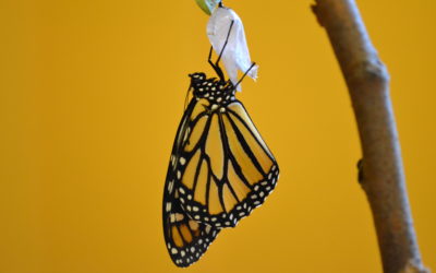 Individuation: The Central Concept of Jung’s Psychology